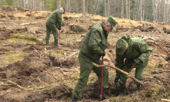 «Неделя леса»