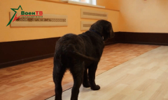 Военное обозрение // Кинологический центр 04.02.2025